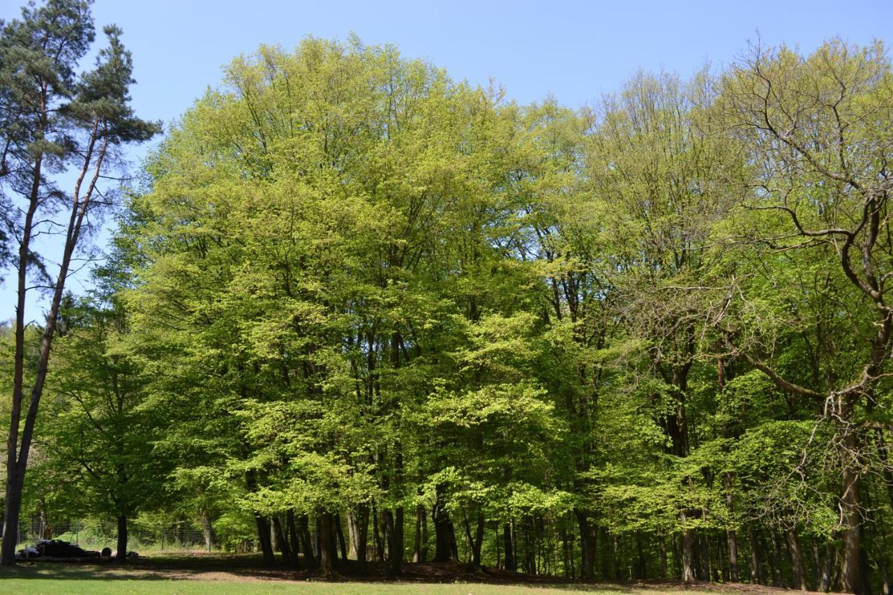 Zauber Der Pfalz Romerberg Exterior foto